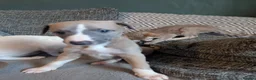 Whippet dogs for sale: Super friendly KC registered whippet pups - Advert 28