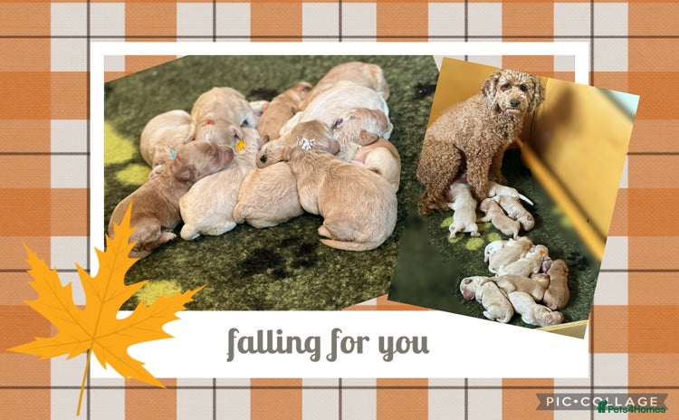 Australian Labradoodle dogs - Advert 1