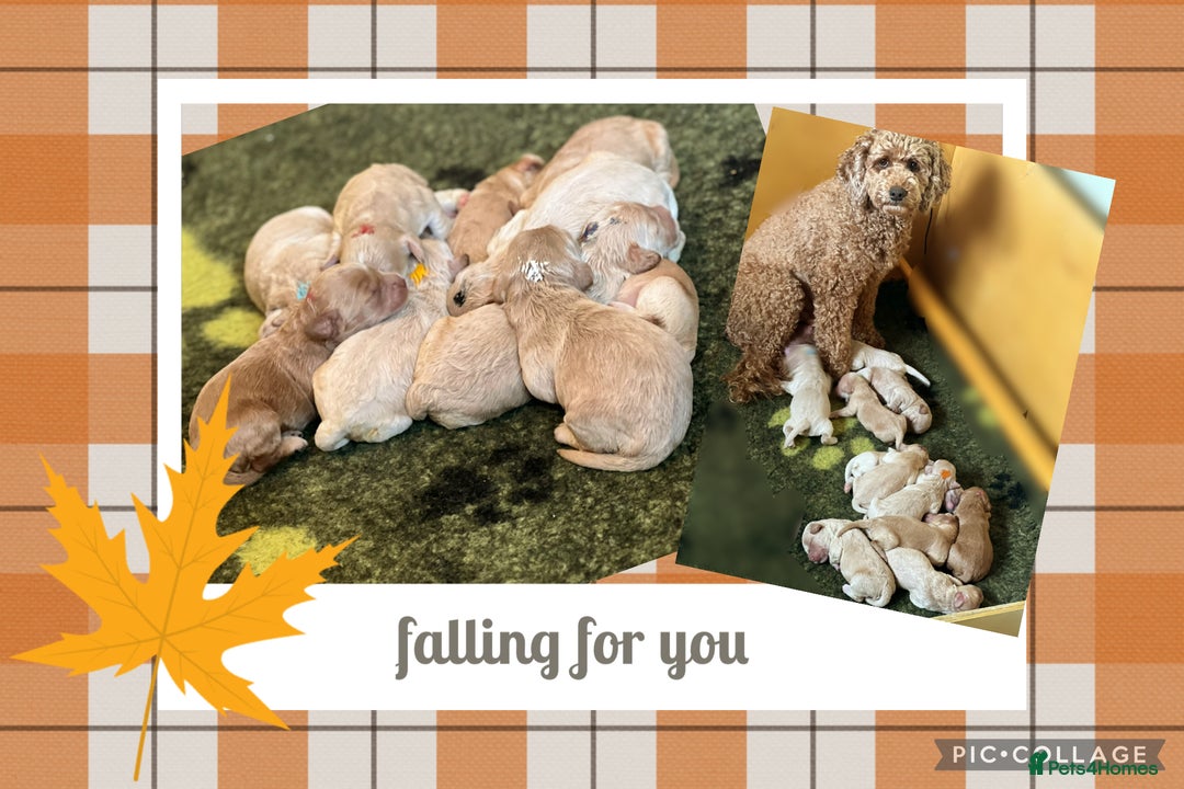 Australian Labradoodle dogs for sale: ♥️Tiny tails,Big Hearts - Australian Labradoodles  - Image 1