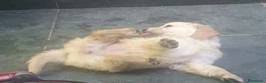 Golden Retriever 10