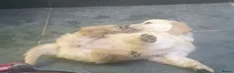 Golden Retriever dogs for sale: Beautiful true gold golden retrievers  - Advert 10
