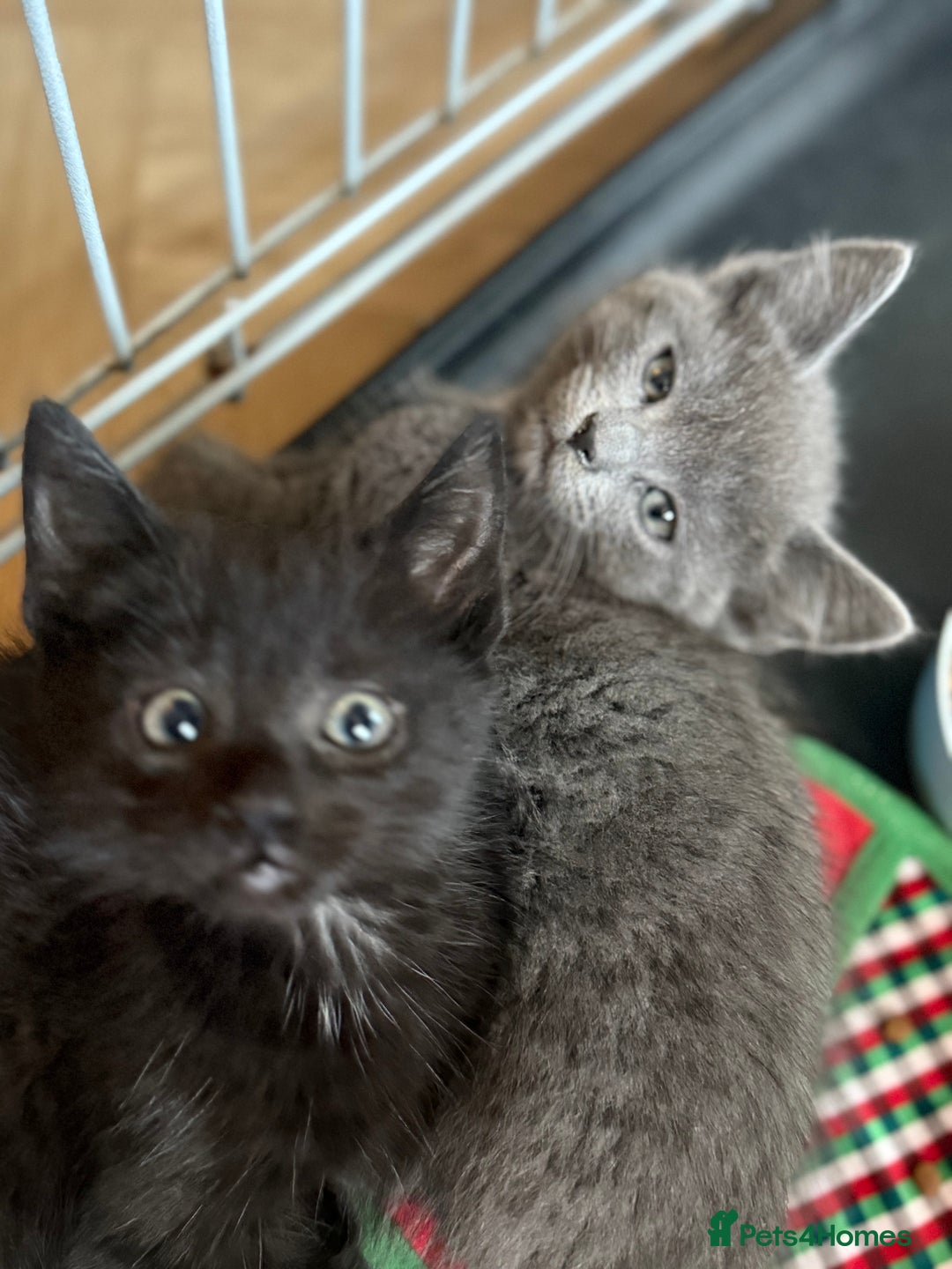 Mixed Breed cats for sale: Beautiful kitten for sale  - Advert 2