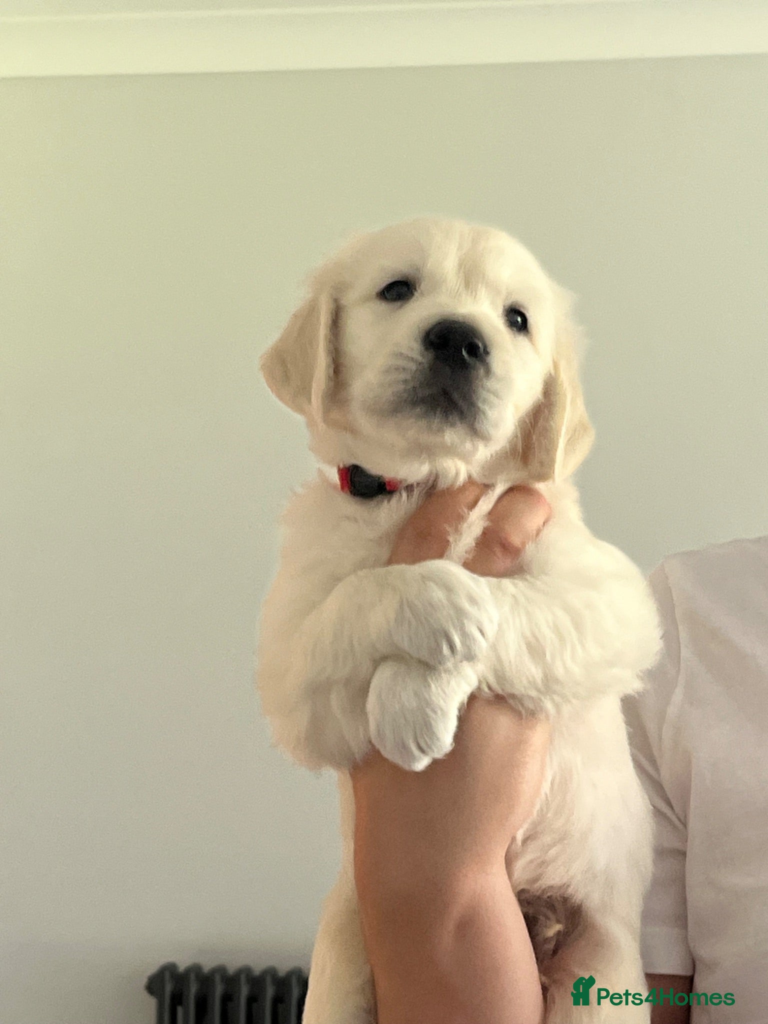 Golden Retriever dogs READY TO GO KC Old English Cream Golden Retrievers - Advert 1