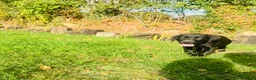 Labrador Retriever dogs for sale: 🐾🧡READY 1 BOY LEFT Kc Labrador PUPPIES 🧡🐾 - Advert 6