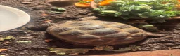 Tortoise reptiles for sale: Horsefield tortoise in Taunton - Advert 2