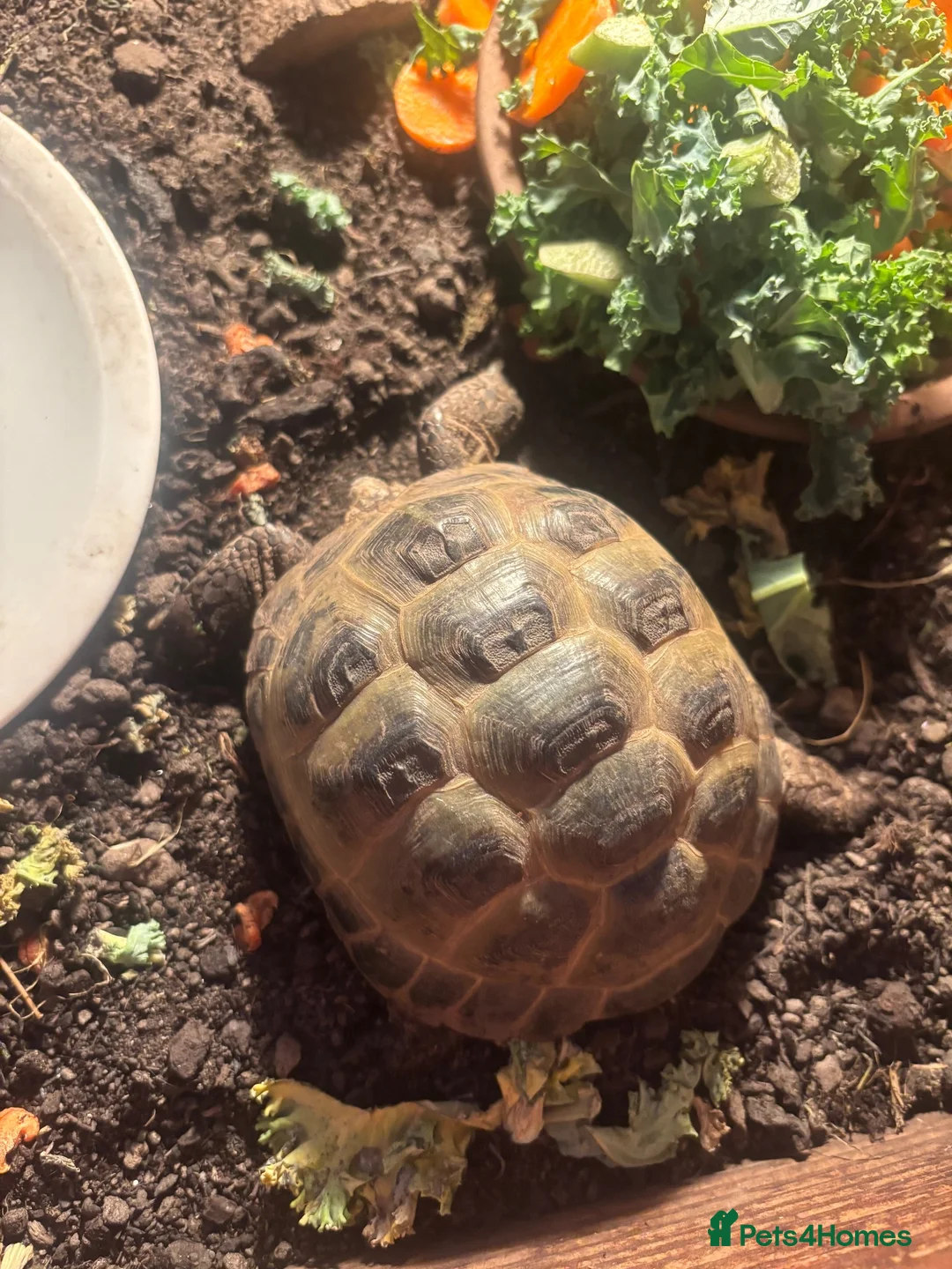 Tortoise reptiles for sale: Horsefield tortoise in Taunton - Advert 2
