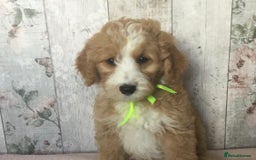 Bordoodle dogs for sale: Adorable & Confident Collie x poodle pups - Image 16