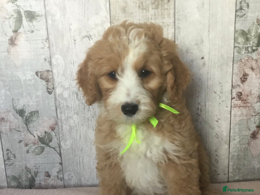 Bordoodle dogs for sale: Adorable & Confident Collie x poodle pups - Image 16