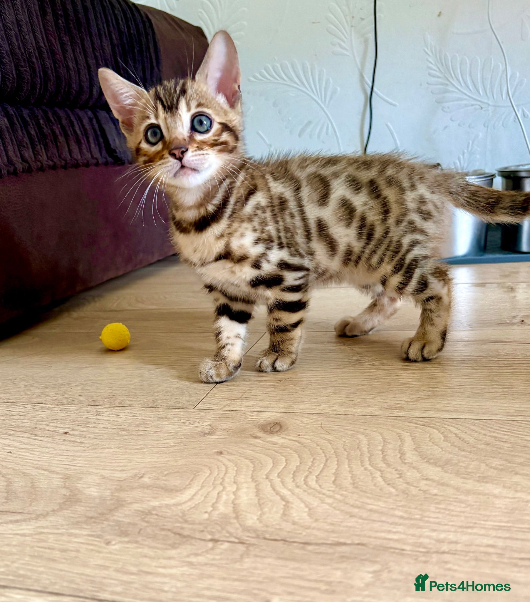 Bengal cats 🩵 READY TO GO! LAST BENGAL KITTEN 🩵 - Advert 1