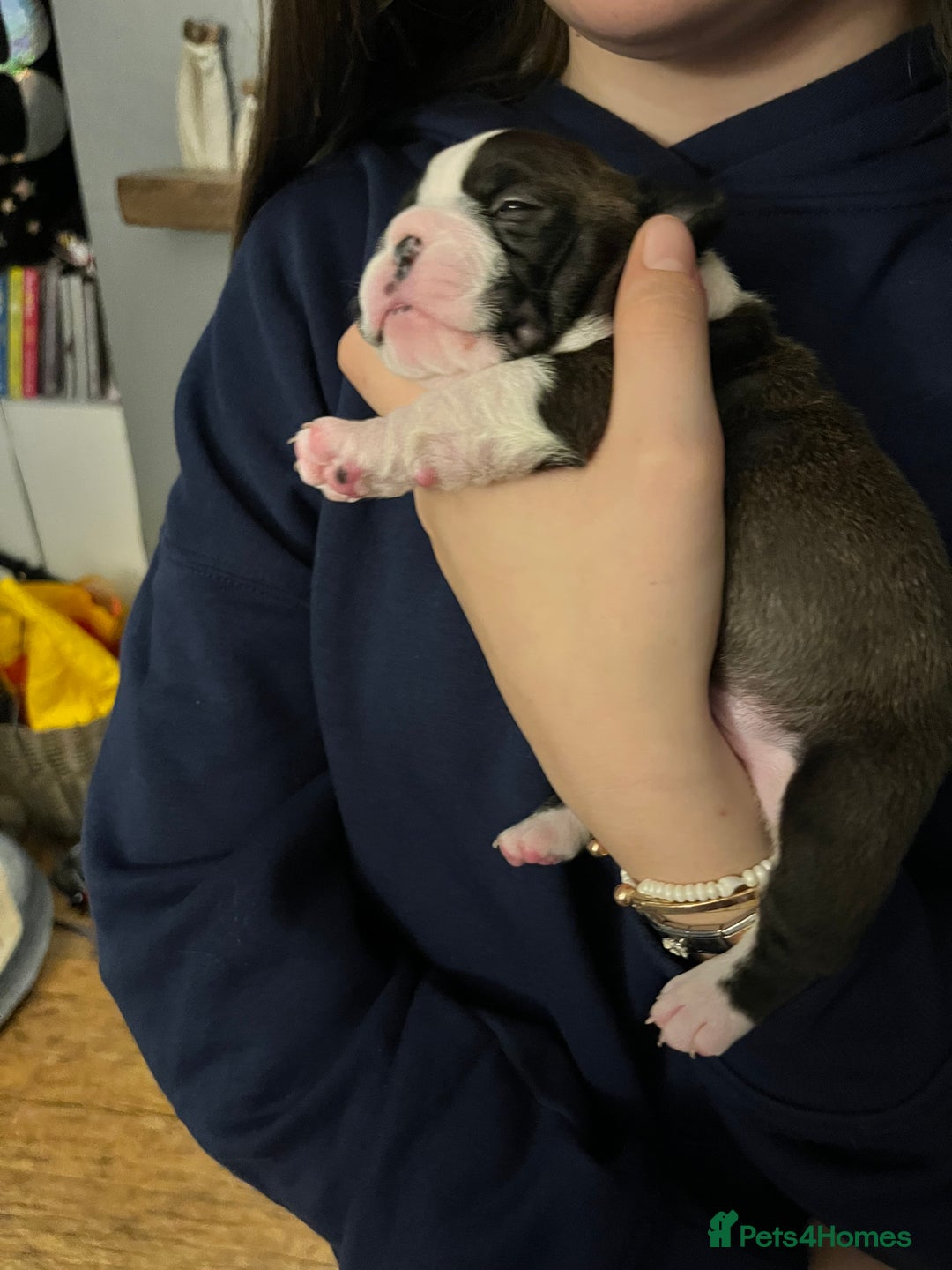 Boston Terrier dogs for sale: Boston Terrier Puppies. Ready in 2 weeks.  - Advert 11