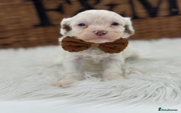 Cavapoo dogs for sale: Mini F1 Cavapoos Exstensively Health Testec  - Image 14
