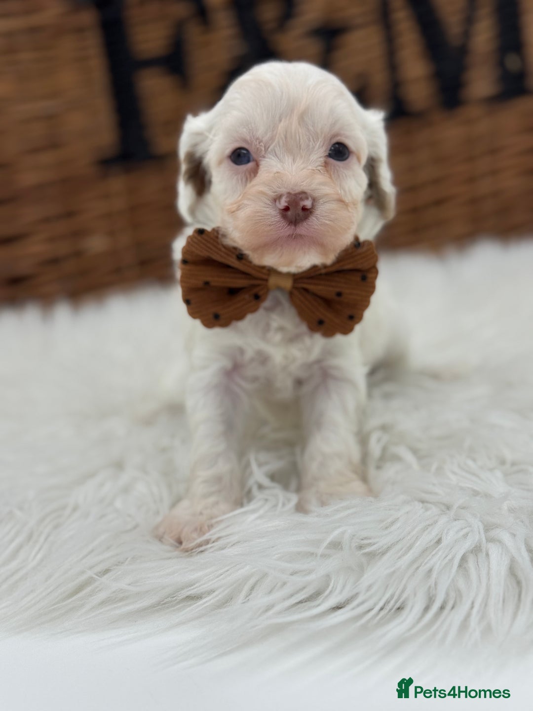 Cavapoo dogs for sale: Mini F1 Cavapoos Exstensively Health Testec  - Image 14