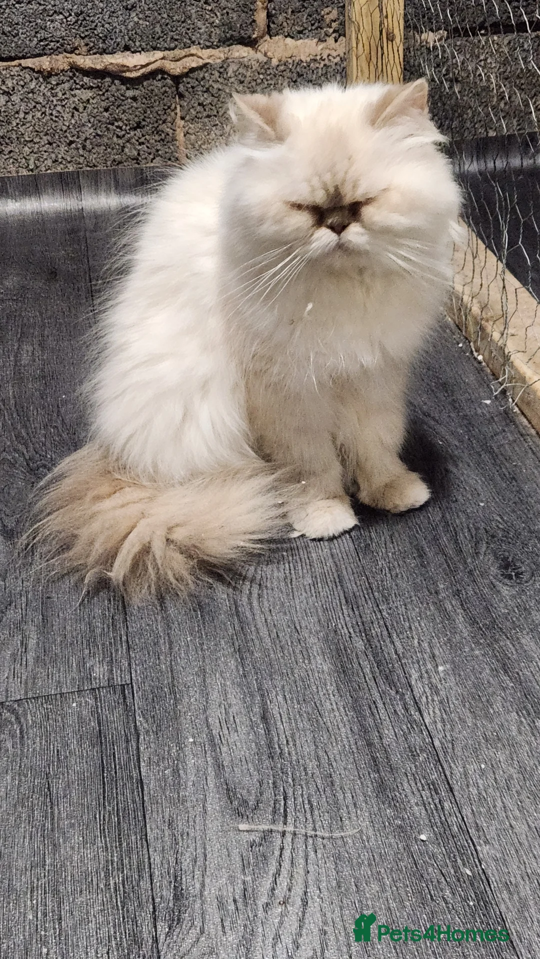 Persian cats for sale: Persian Queen, GCCF Active - Advert 4