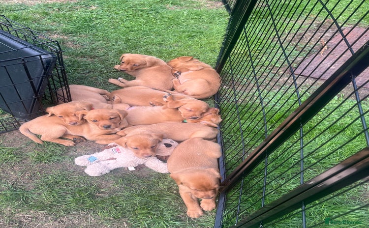Labrador Retriever dogs - Advert 1