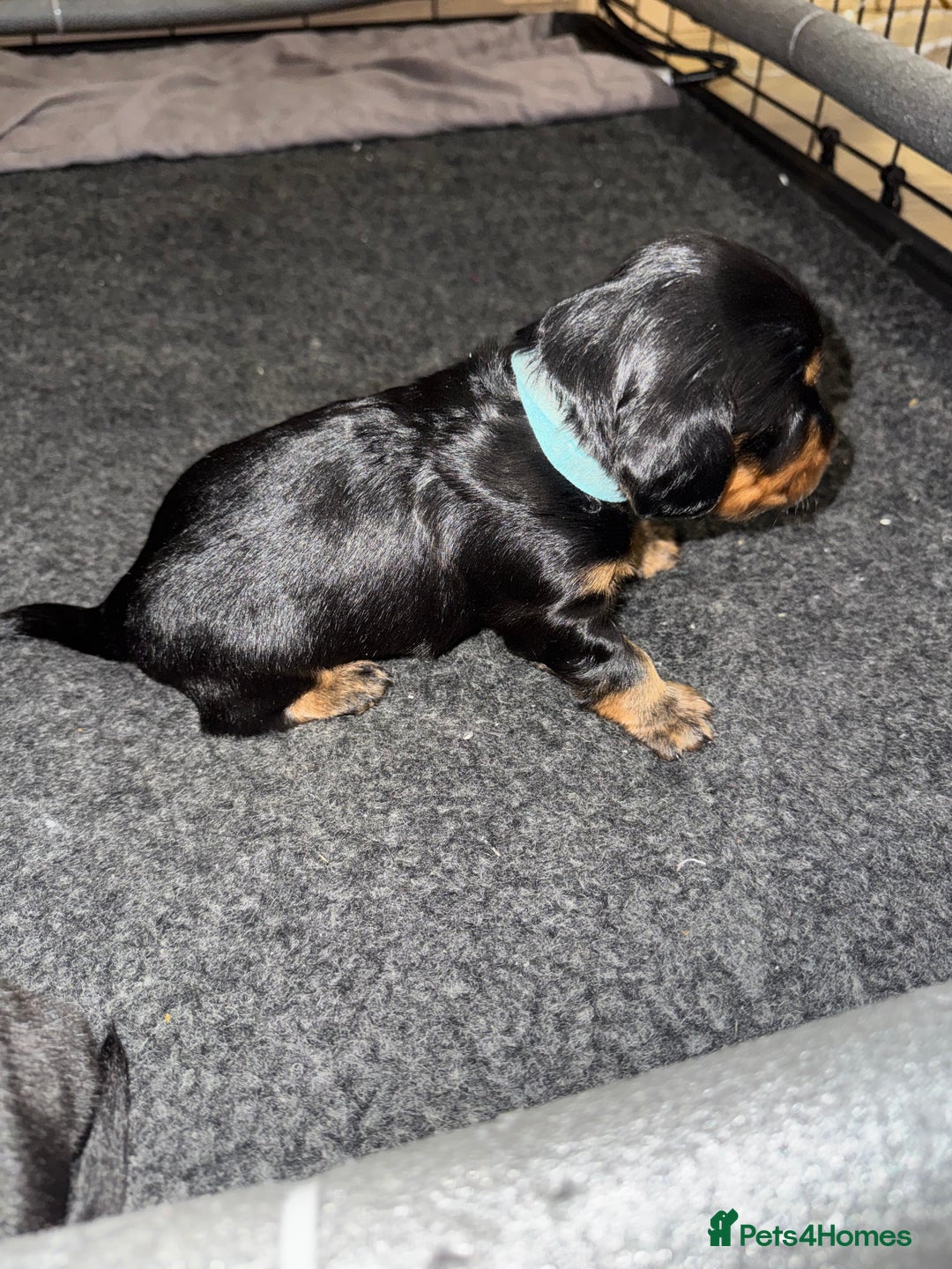 Dachshund dogs for sale: 4 miniature x jack russle   - Advert 10