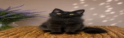 Maine Coon cats for sale: Pedigree Maine Coon Kittens 🌺 Champion Bloodlines - Advert 17