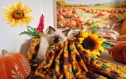 Ragdoll cats for sale: GCCF Ragdoll Kittens - Outstanding!  - Image 18