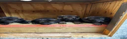 German Shepherd dogs for sale: KC Czech working line German shepherd puppies  - Advert 25