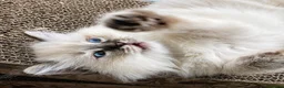 Ragdoll cats for sale: Stunning TICA-Registered Ragdoll Boys Ready Now  - Advert 18