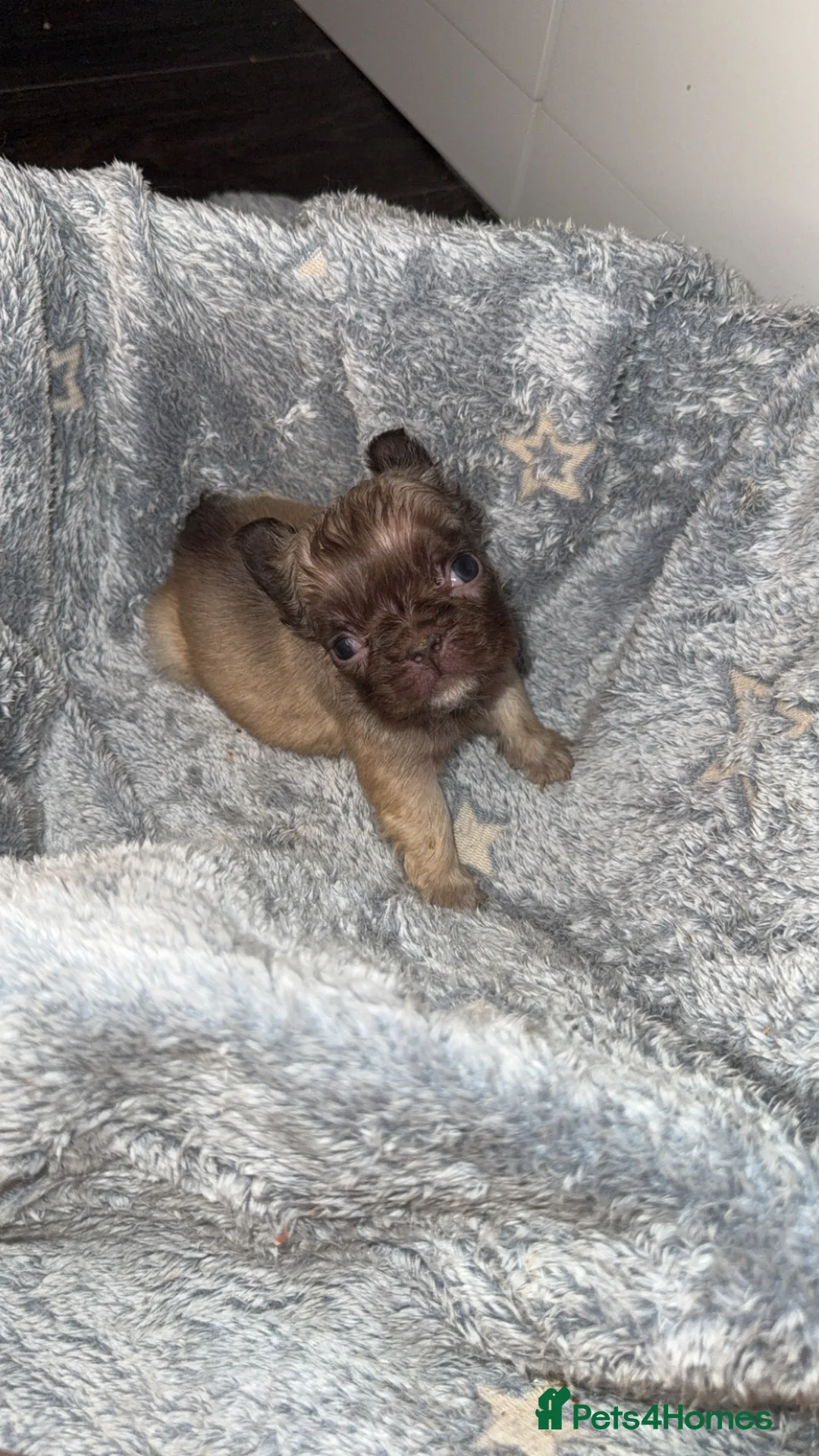 French Bulldog dogs for sale: Fluffy French bulldogs  in Nottingham - Advert 3