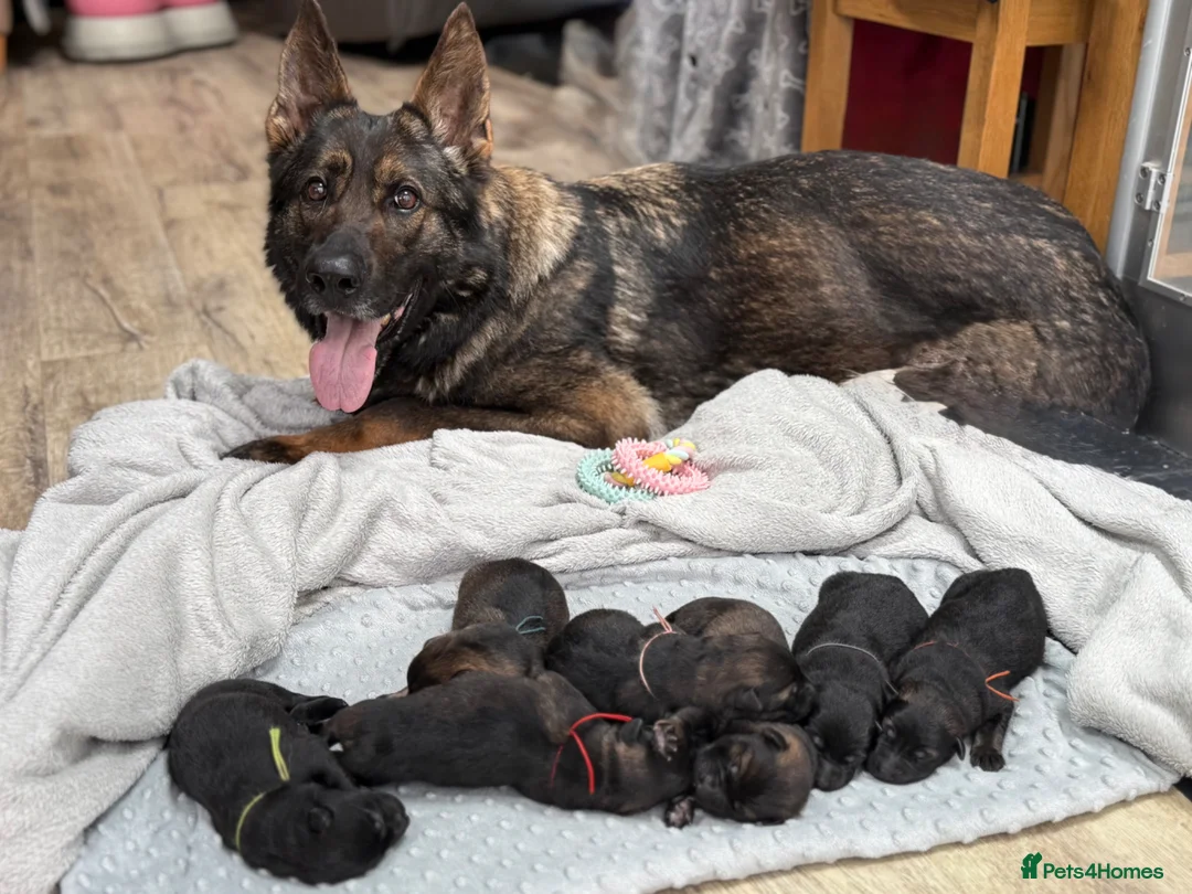 German Shepherd dogs for sale: 🏆 ELITE KC REG CZECH WORKING LINE GSD PUPPIES 🏆 - Advert 1