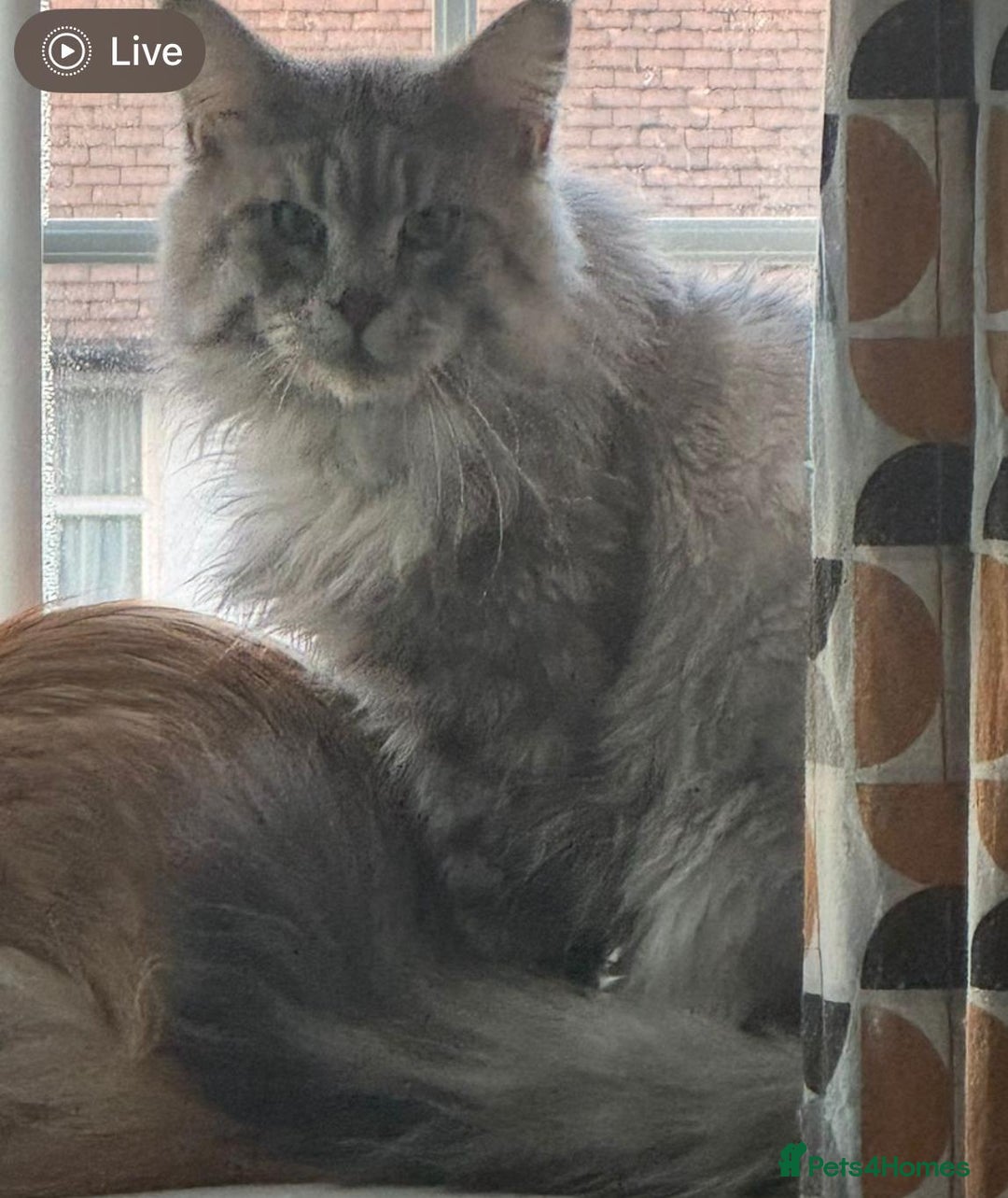 Maine Coon cats for sale: Maine Coon kittens one Blue boy left. - Advert 6