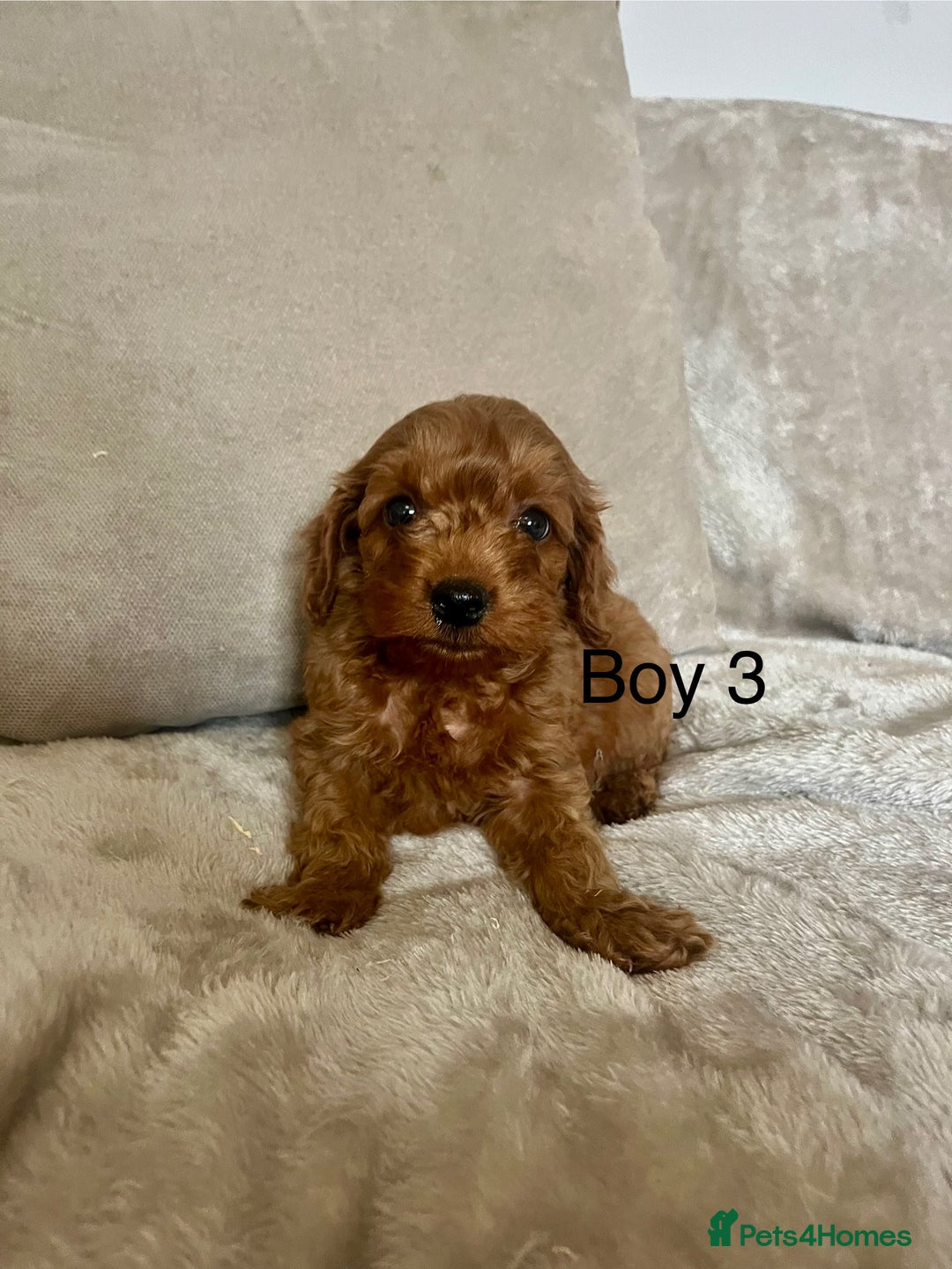 Cockapoo dogs for sale: Stunning F1B cockapoo’s READY TO GO NOW!!! - Image 3