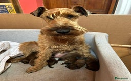 Irish Terrier dogs for sale: Irish Terrier Puppies - Image 2