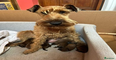 Irish Terrier dogs - Advert 1