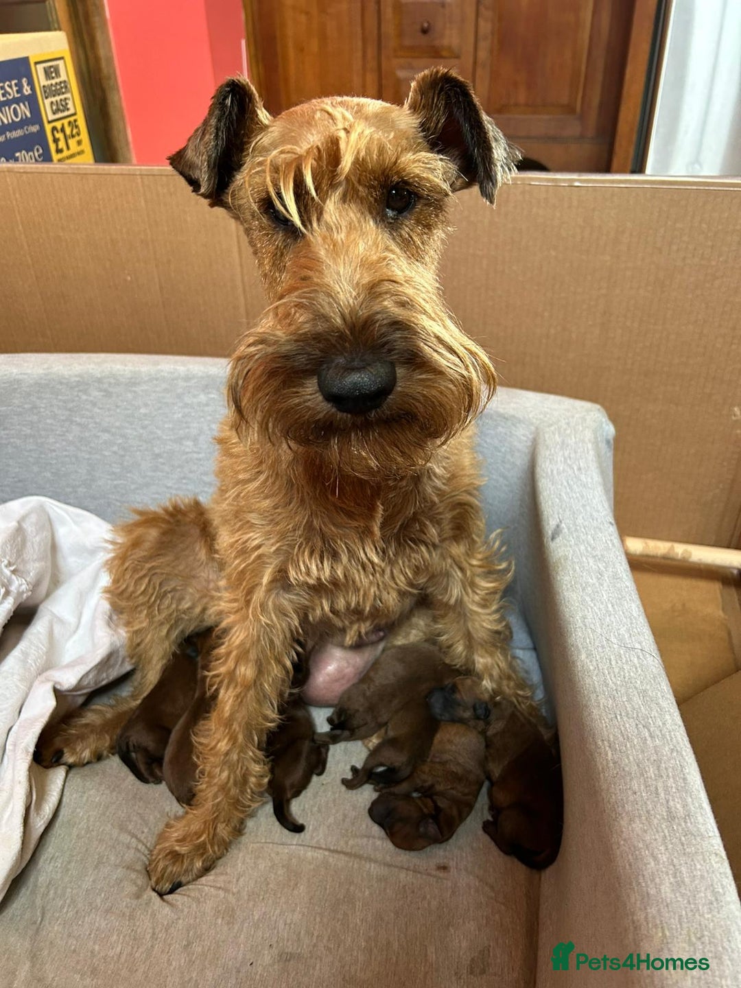 Irish Terrier dogs for sale: Irish Terrier Puppies - Image 2