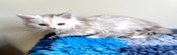 Maine Coon cats for sale: Rare Polydactyly Blue & White Silver  - Advert 5