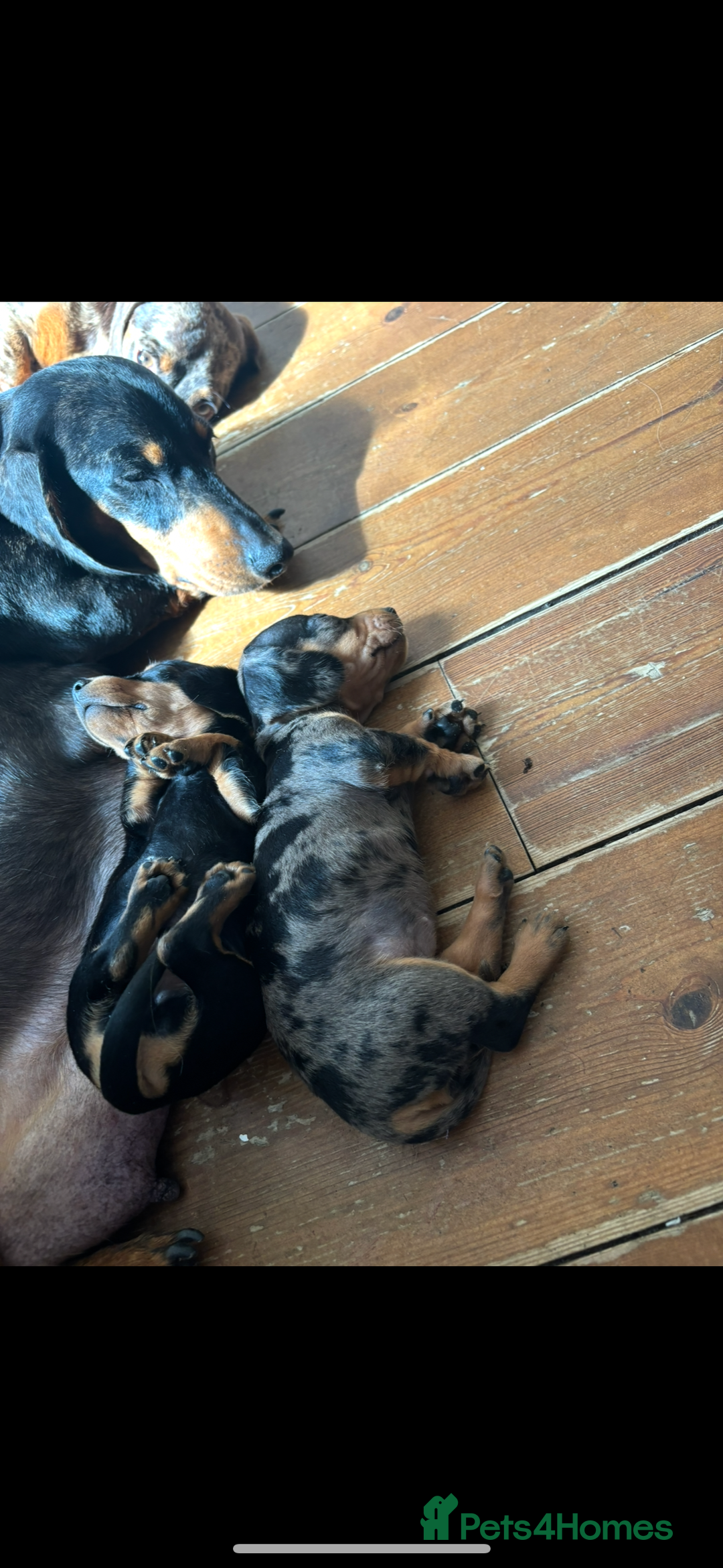 Miniature Dachshund dogs for sale: BEAUTIFUL KC REG AND PRA CLEAR MINIS - Image 18