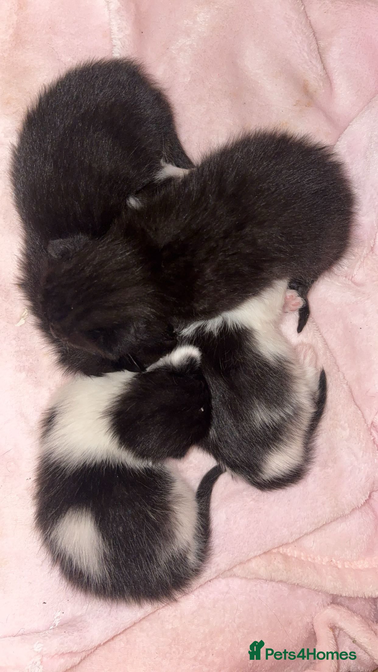 British Shorthair cats Kittens  - Advert 1