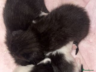 British Shorthair cats Kittens - Advert 2