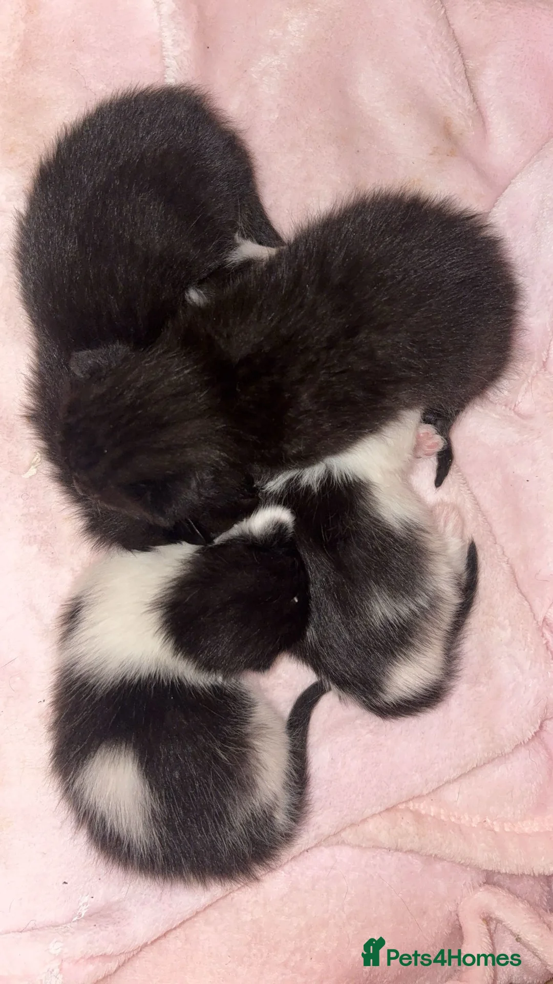 British Shorthair cats for sale: Kittens  - Advert 1