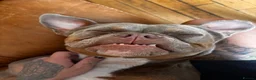 American Bulldog dogs for sale: Two sweethearts looking for a friend for life! - Advert 7