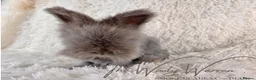Angora rabbits for sale: FULLY VACCINATED ANGORA BROTHERS  - Advert 11