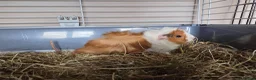 Guinea Pig rodents for sale: Gorgeous baby brothers - Advert 2