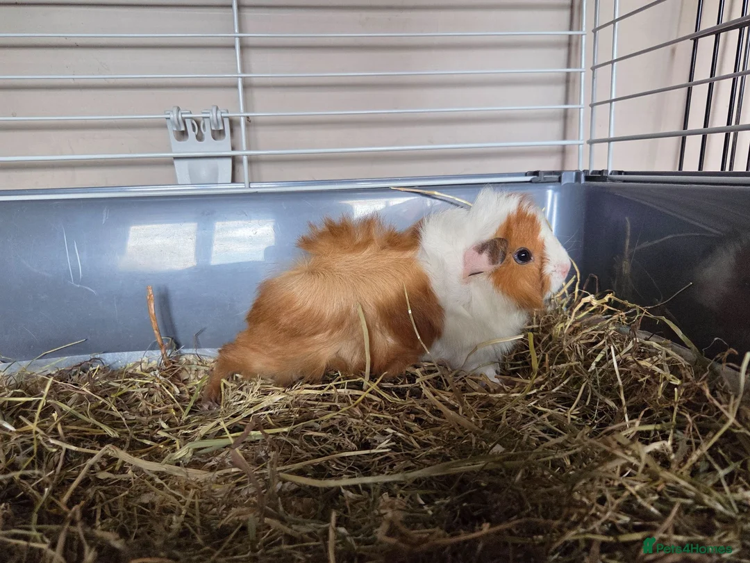 Guinea Pig rodents for sale: Gorgeous baby brothers - Advert 2