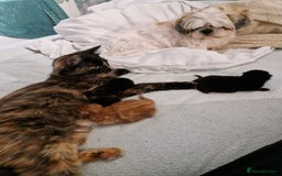 Domestic Shorthair cats for sale: 1 male black (ghost tabby) kitten - Image 5