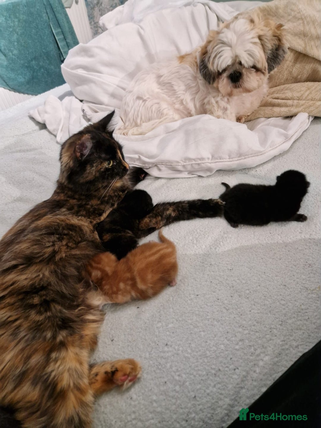 Domestic Shorthair cats for sale: 1 male black (ghost tabby) kitten - Image 5