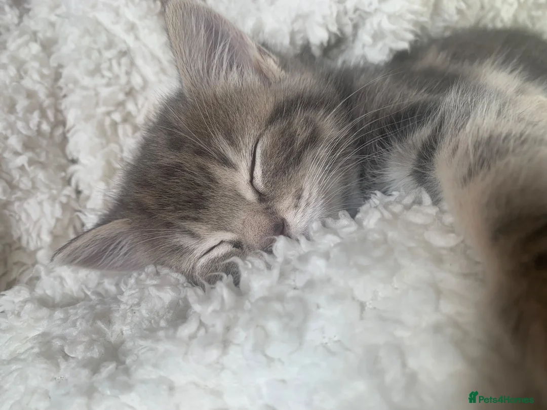 Mixed Breed cats for sale: For Sale Gorgeous Grey Tabby Male Kitten - Advert 2