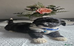 Cavapoo dogs for sale: Adorabile Cavapo Puppies  - Image 6