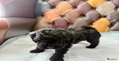 Toy Poodle dogs - Advert 15
