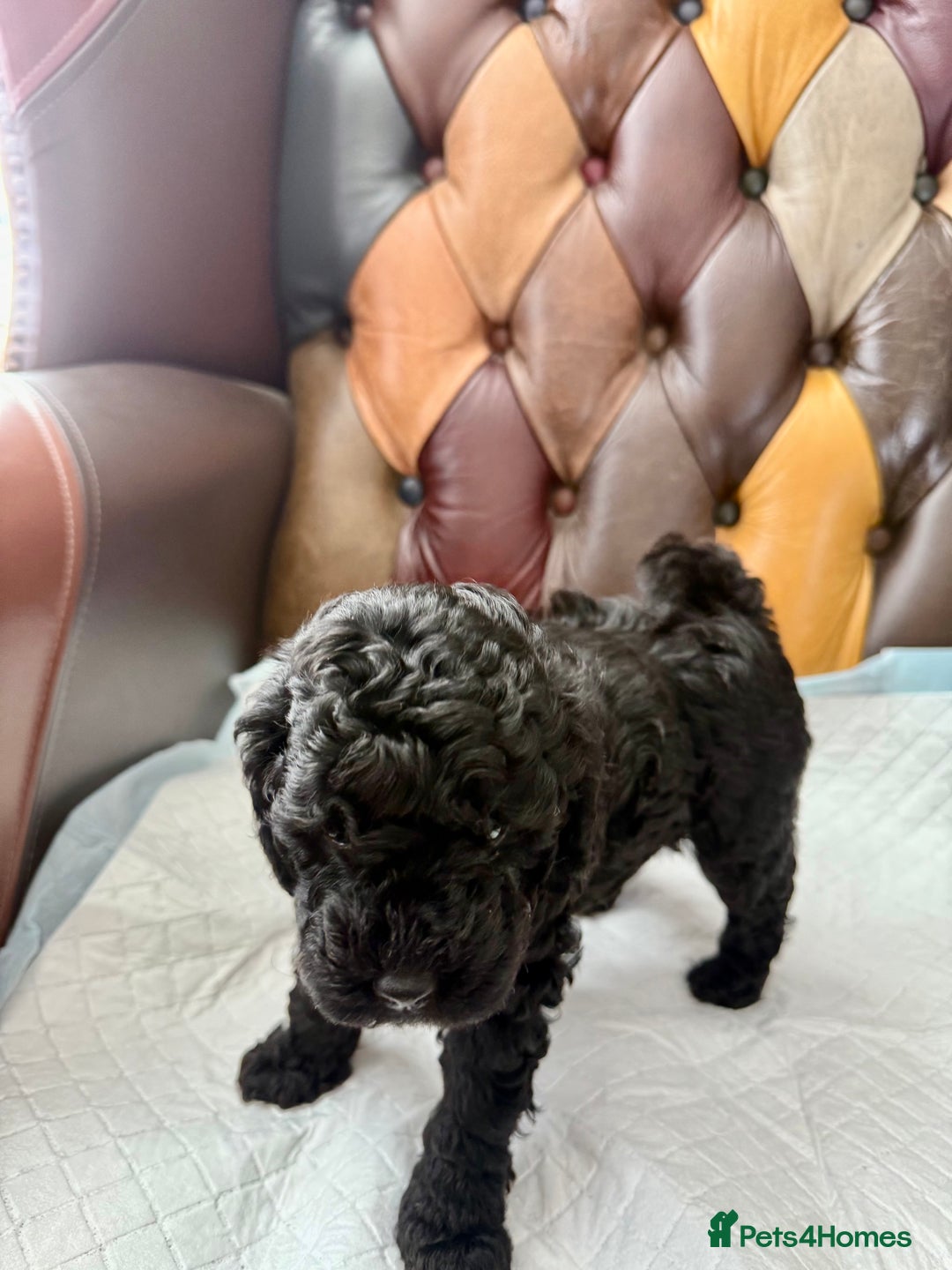 Toy Poodle dogs for sale: Four Beautiful Little Boys “Real Charmer’s “ - Image 3