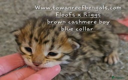 Bengal cats for sale: Rare cashmere tica registered bengals  - Image 2