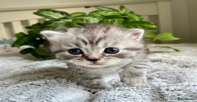 Scottish Fold cats - Advert 1