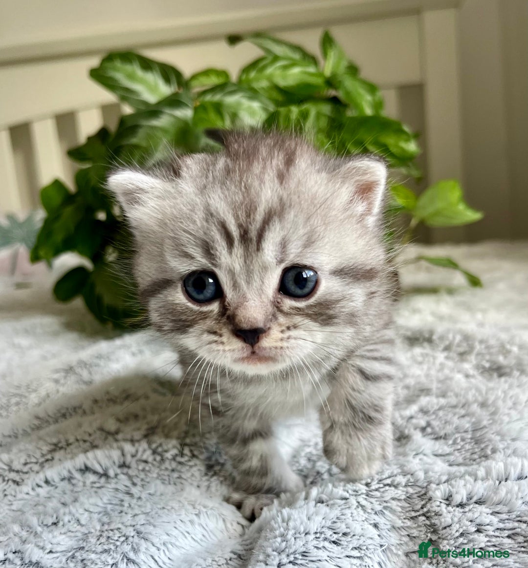 Scottish Fold cats for sale: Adorable rare silver tabby/lilac tabby kittens 🐾 - Image 3