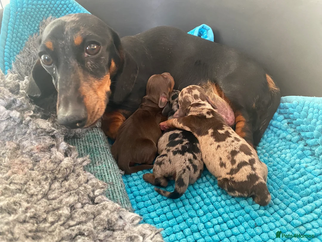 Miniature Dachshund dogs for sale: Outstanding Litter KC Miniature Dachshunds  - Advert 1