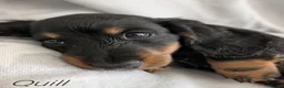 Miniature Dachshund dogs for sale: Miniature Longhaired Dachshund Puppies - Advert 19